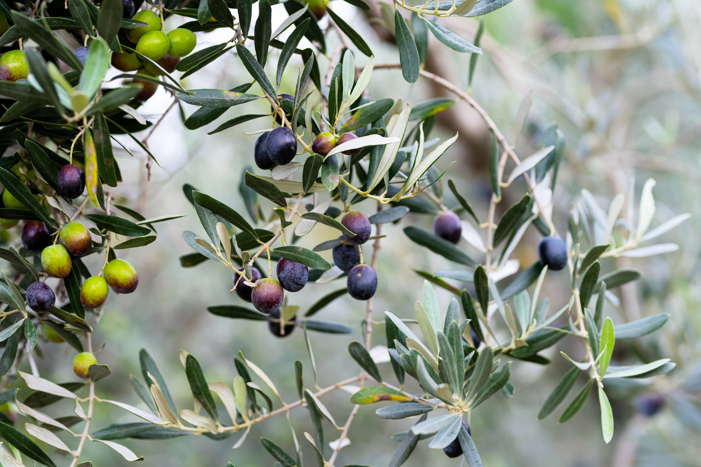 10 CANINO OLIVE TREE Olea Europaea Canino Edible European Common Green Black Fruit Seed