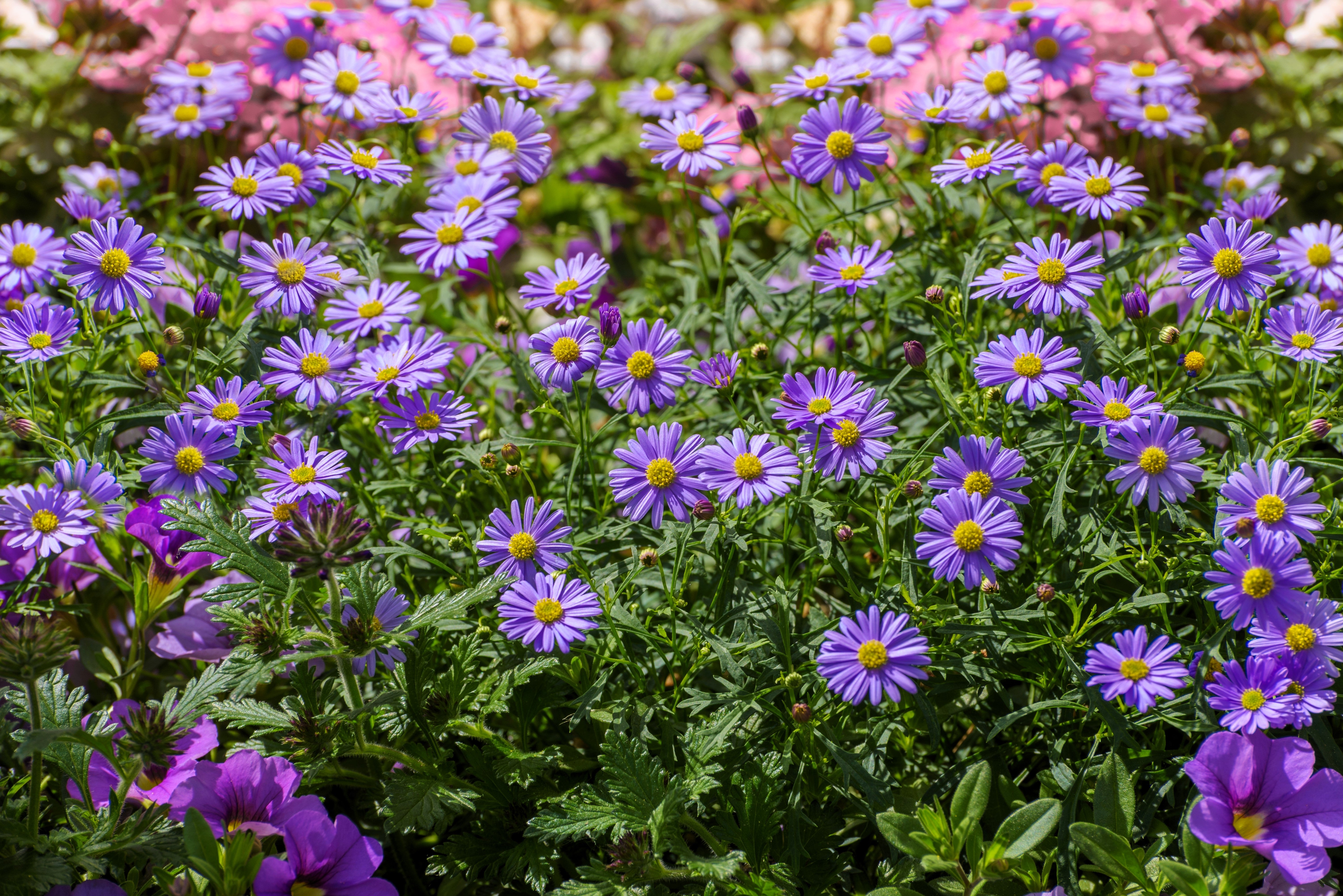 Seedville Swan River Daisy Seeds - Thumbnail 2
