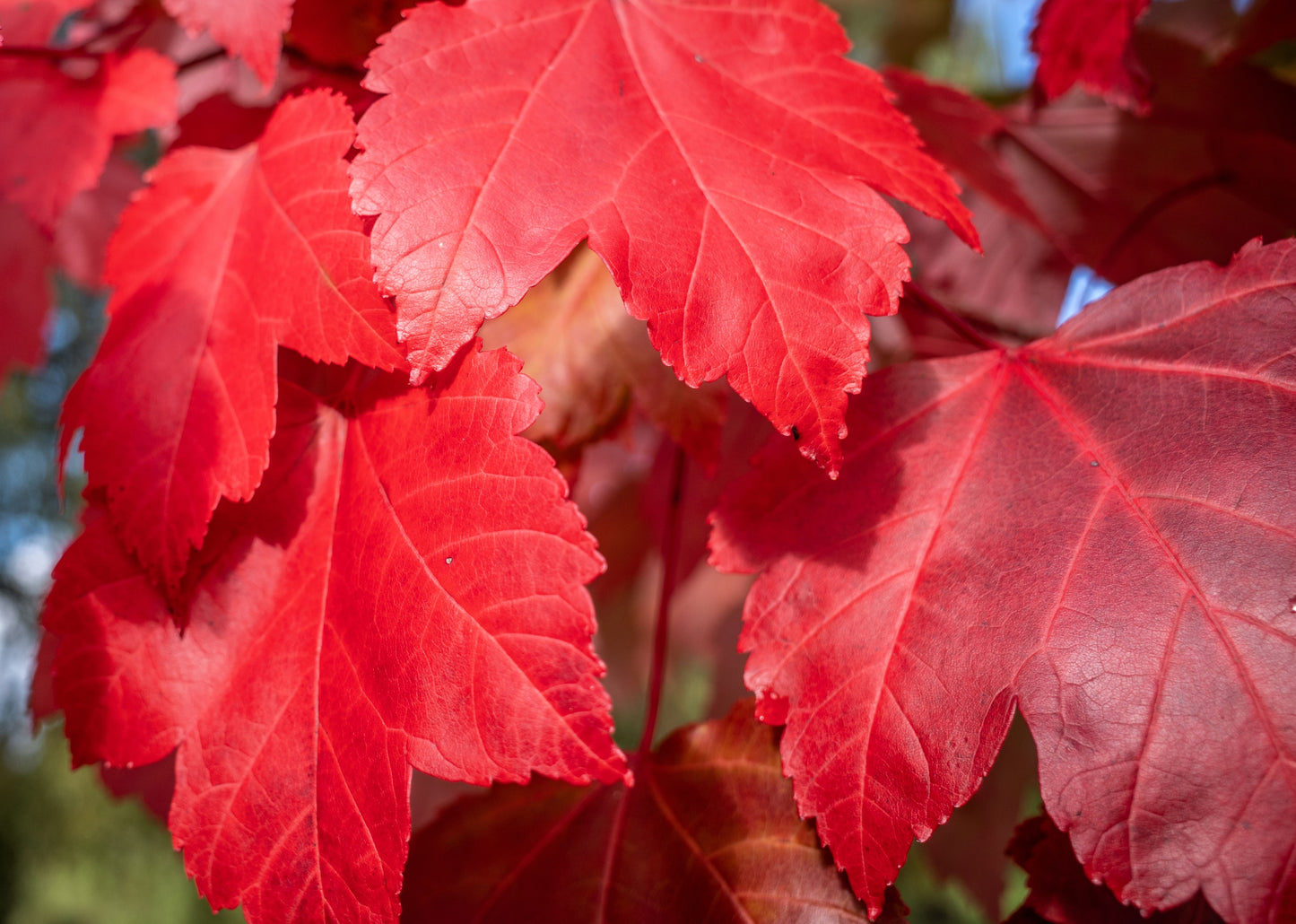 25 Scarlet CAROLINA RED MAPLE Tree Acer Rubrum Seeds