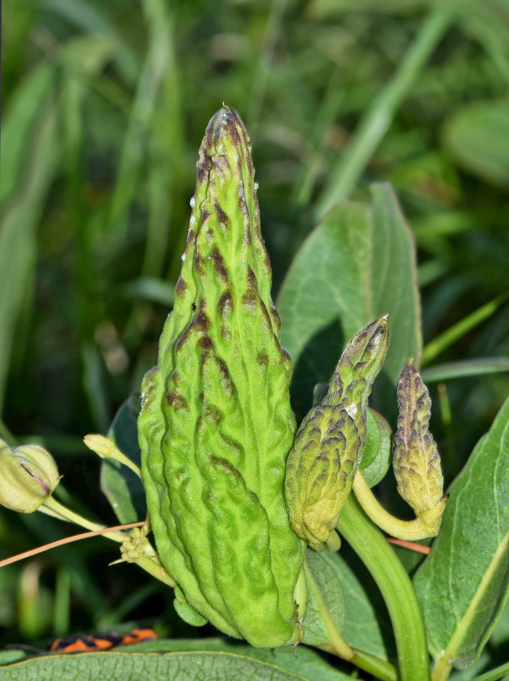 spider milkweed plant 20 Green SPIDER MILKWEED Asclepias Viridis White Purple Monarch Flower – Seedville USA