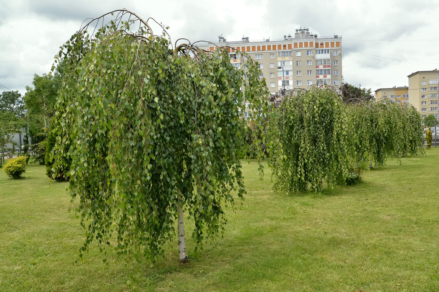 50 SILVER WEEPING BIRCH Tree White European Betula Pendula Alba Seeds