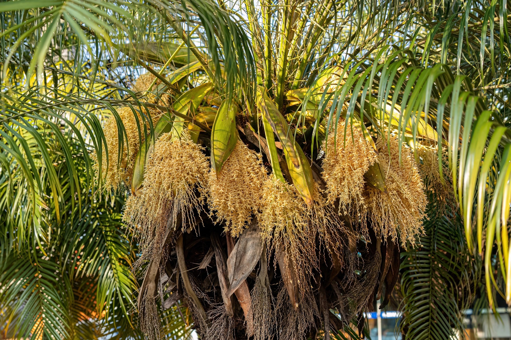 palm plant fruit 10 PYGMY DATE PALM Phoenix Roebelenii Dwarf Miniature Ornamental Fruit – Seedville USA