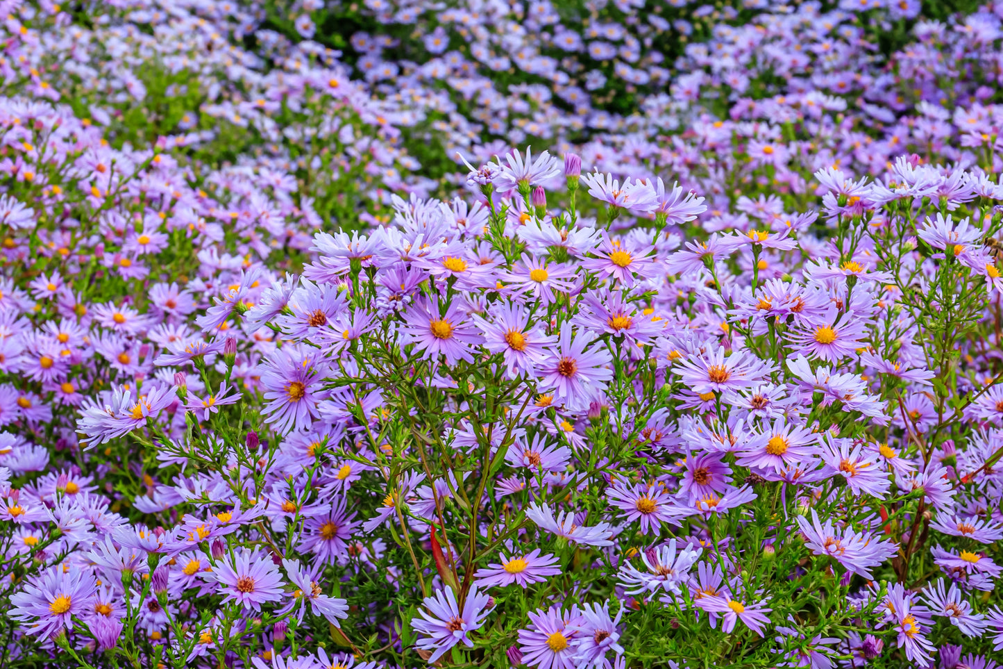 50 Blue RICE BUTTON ASTER Dumosus Flower Seeds