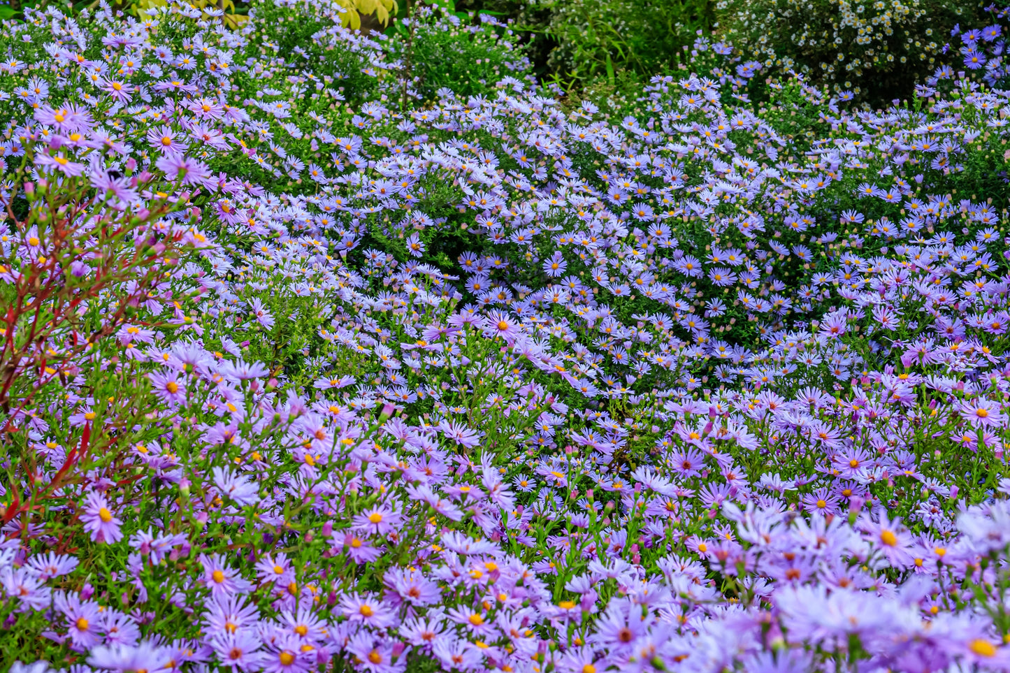 50 Blue RICE BUTTON ASTER Dumosus Flower Seeds