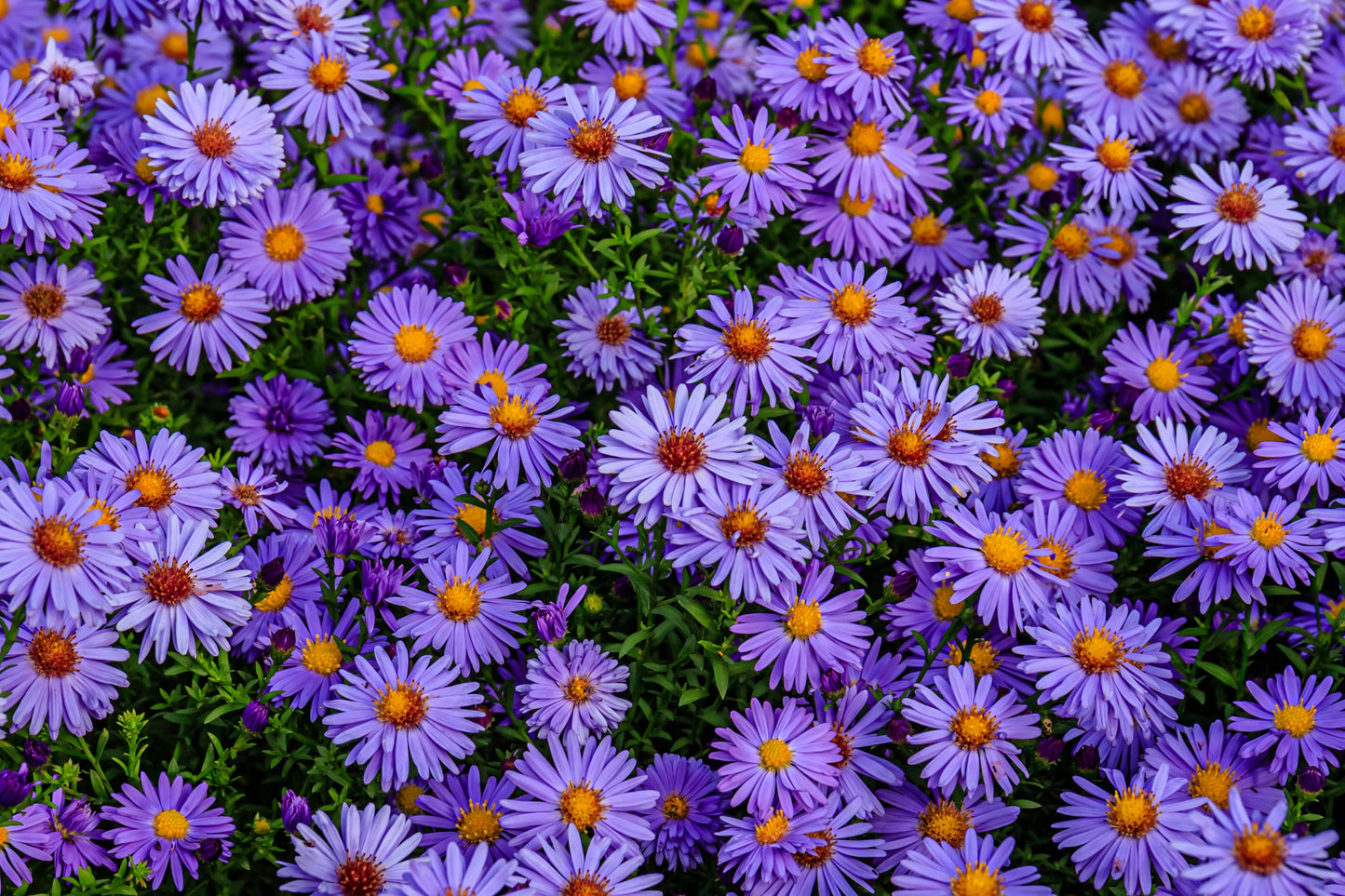 50 Blue RICE BUTTON ASTER Dumosus Flower Seeds