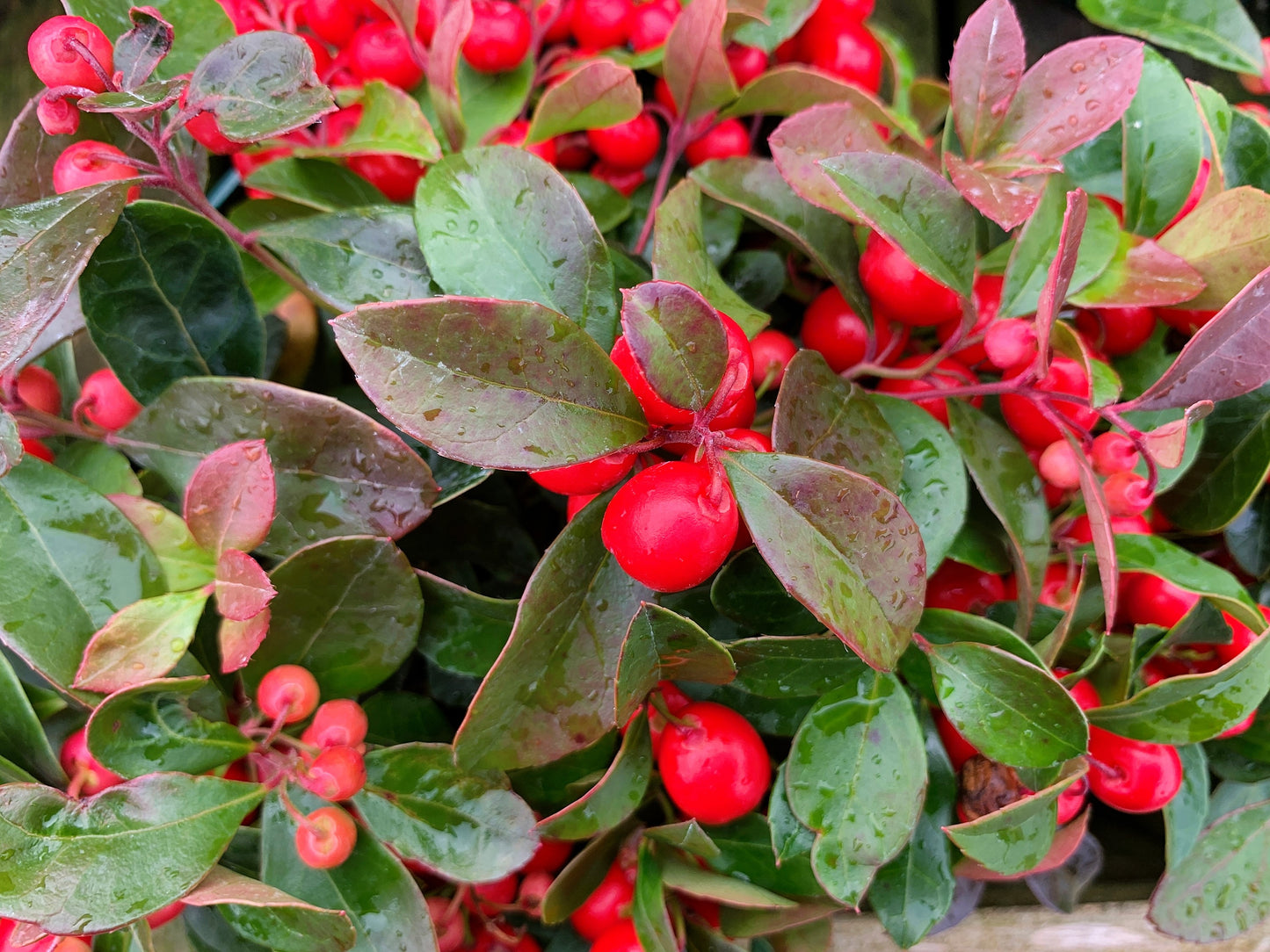 20 Creeping WINTERGREEN / TEABERRY Gaultheria Procumbens Evergreen Flower Seeds