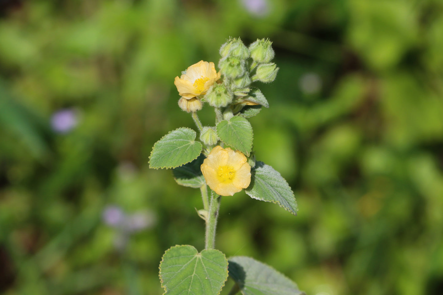100 COUNTRY MALLOW (Bala / Flannel Weed) Sida Cordifolia Flower Seeds