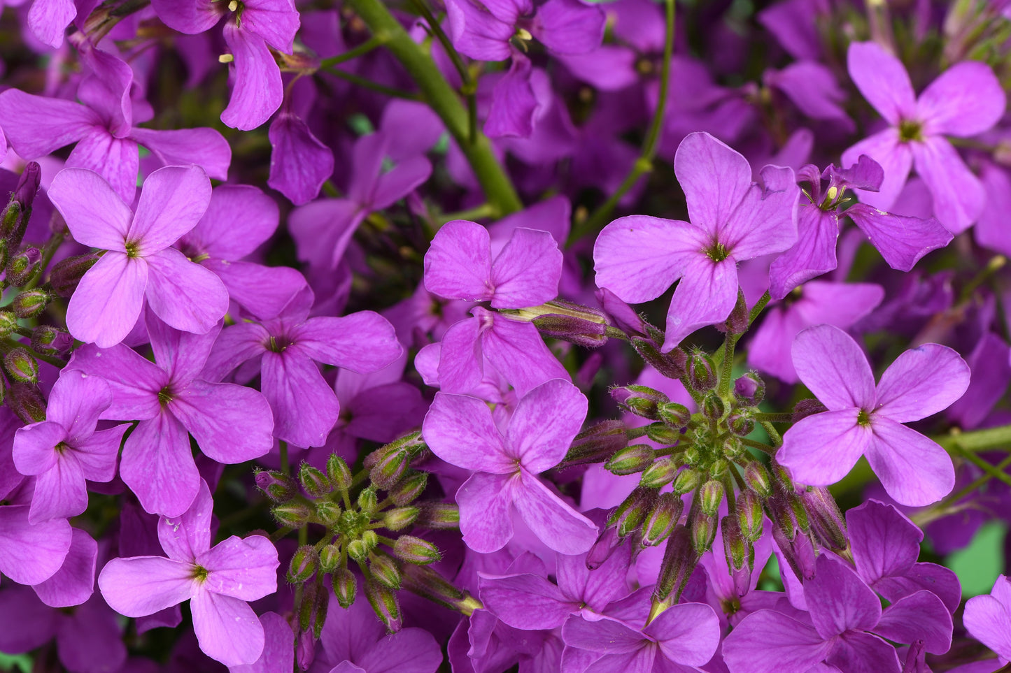 1500 DAMES ROCKET (Danask Violet) Hesperis Matronalis Dame's Purple Flower Seeds