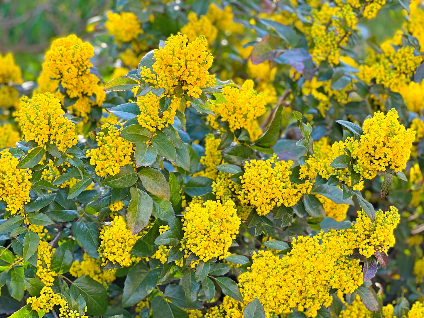 20 OREGON GRAPE Holly Fruit Vine Hollyleaved Barberry Mahonia Aquifolium Seeds