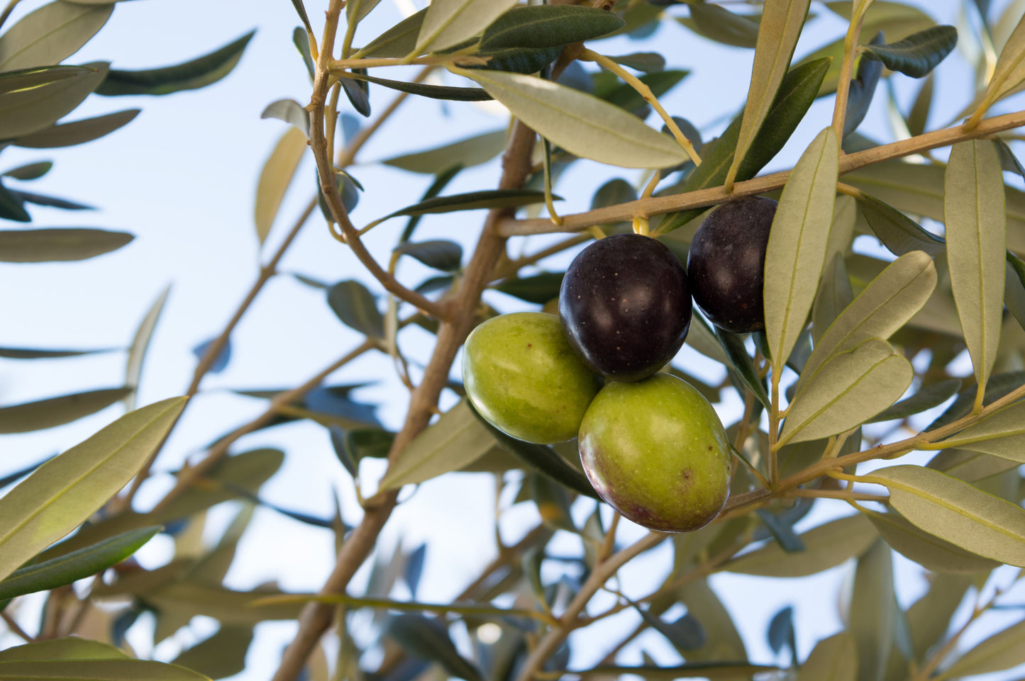 10 CANINO OLIVE TREE Olea Europaea Canino Edible European Common Green Black Fruit Seed