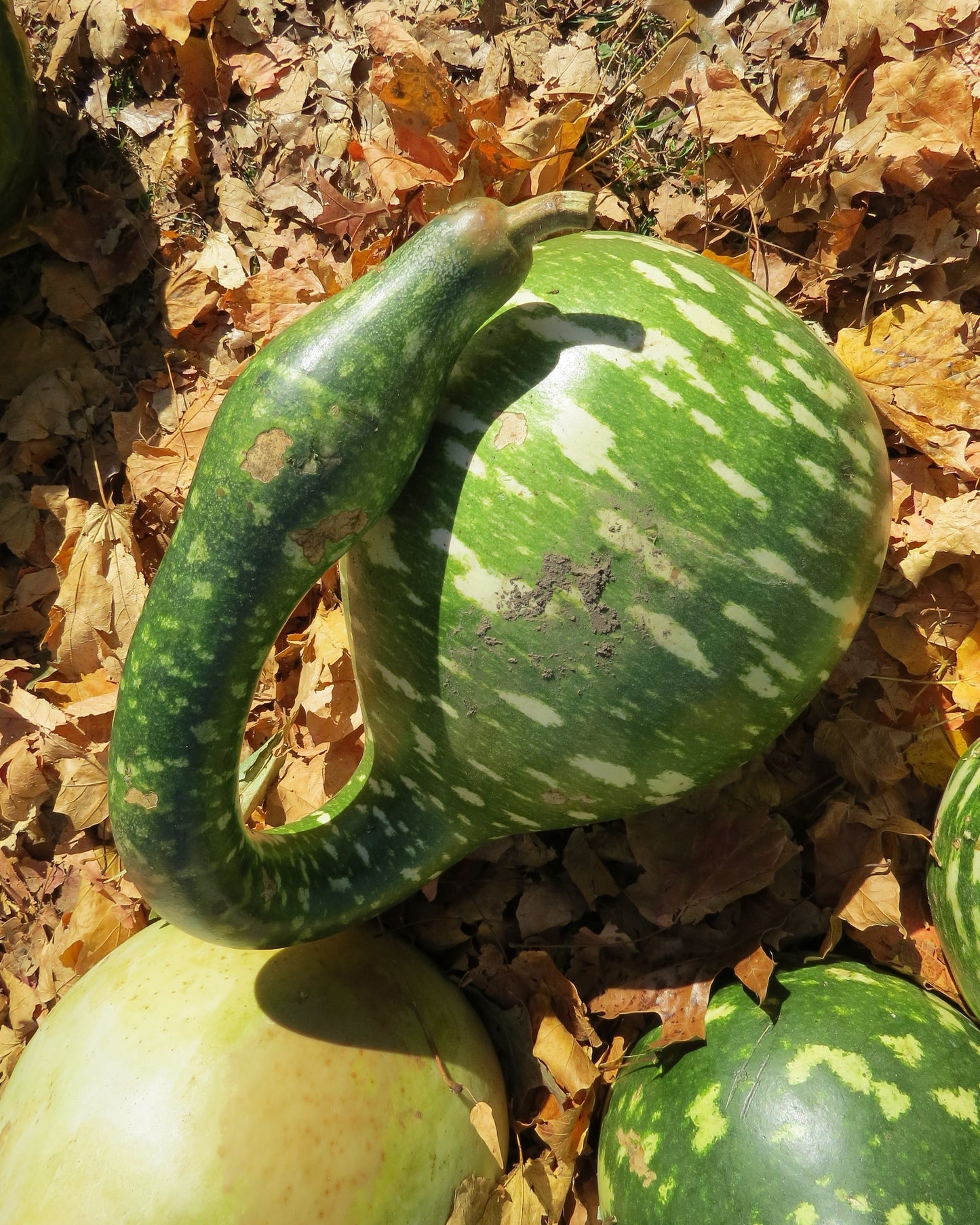 15 GOOSENECK / Bottle / SWAN GOURD Lagenaria Siceraria Vine Seeds