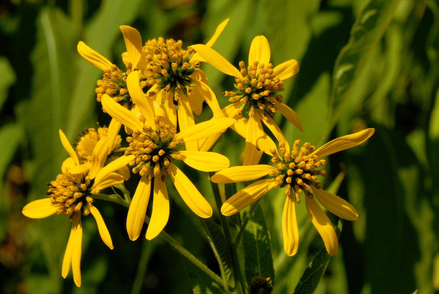 250 Wingstem / YELLOW IRONWEED Verbesina Alternifolia Flower Seeds