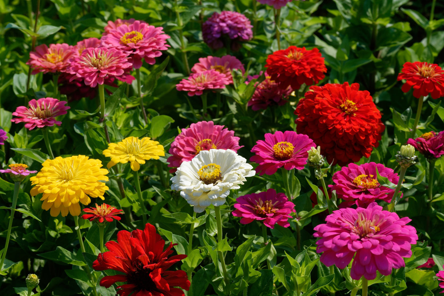 200 Mixed Colors ZINNIA POMPON Zinnia Elegans Flower Seeds