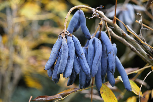 7 BLUE SAUSAGE FRUIT Edible & Ornamental Decaisnea Fargesii Tree Shrub Seeds