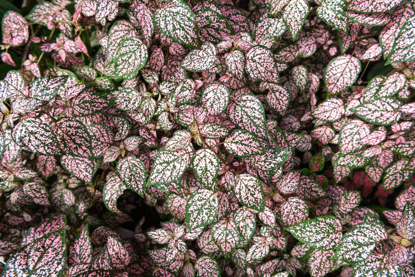 10 Dwarf PINK POLKA DOT PLANT Splash Select Hypoestes Phyllostachya Flower Houseplant Seeds