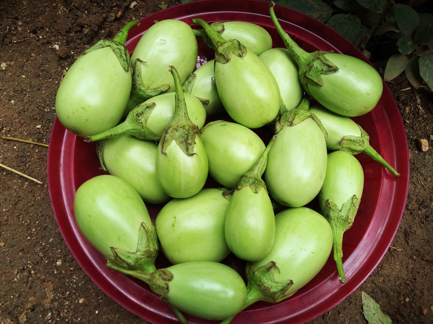 25 APPLEGREEN EGGPLANT Green Fruit / Vegetable Solanum Melongena Seeds