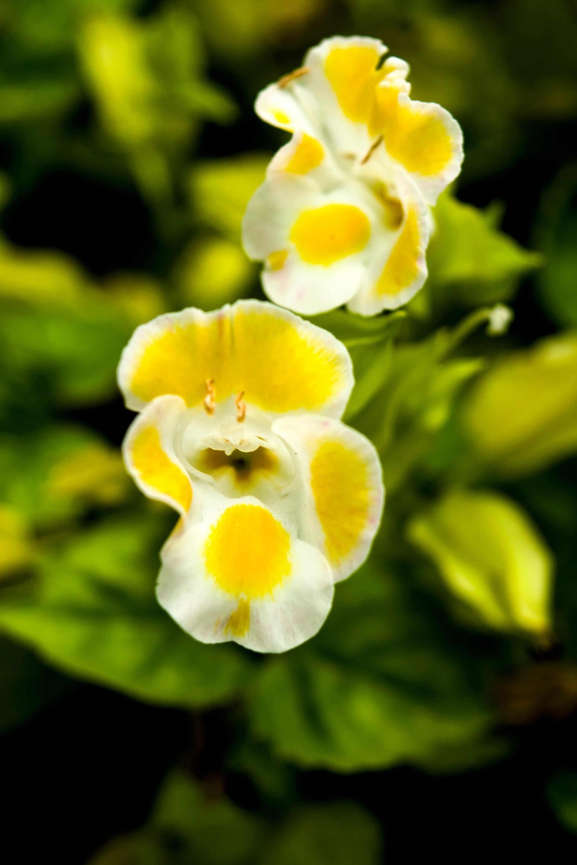 wishbone flower seeds 10 KAUAI MIX TORENIA Fournieri Sun or Shade Wishbone Flower Seeds