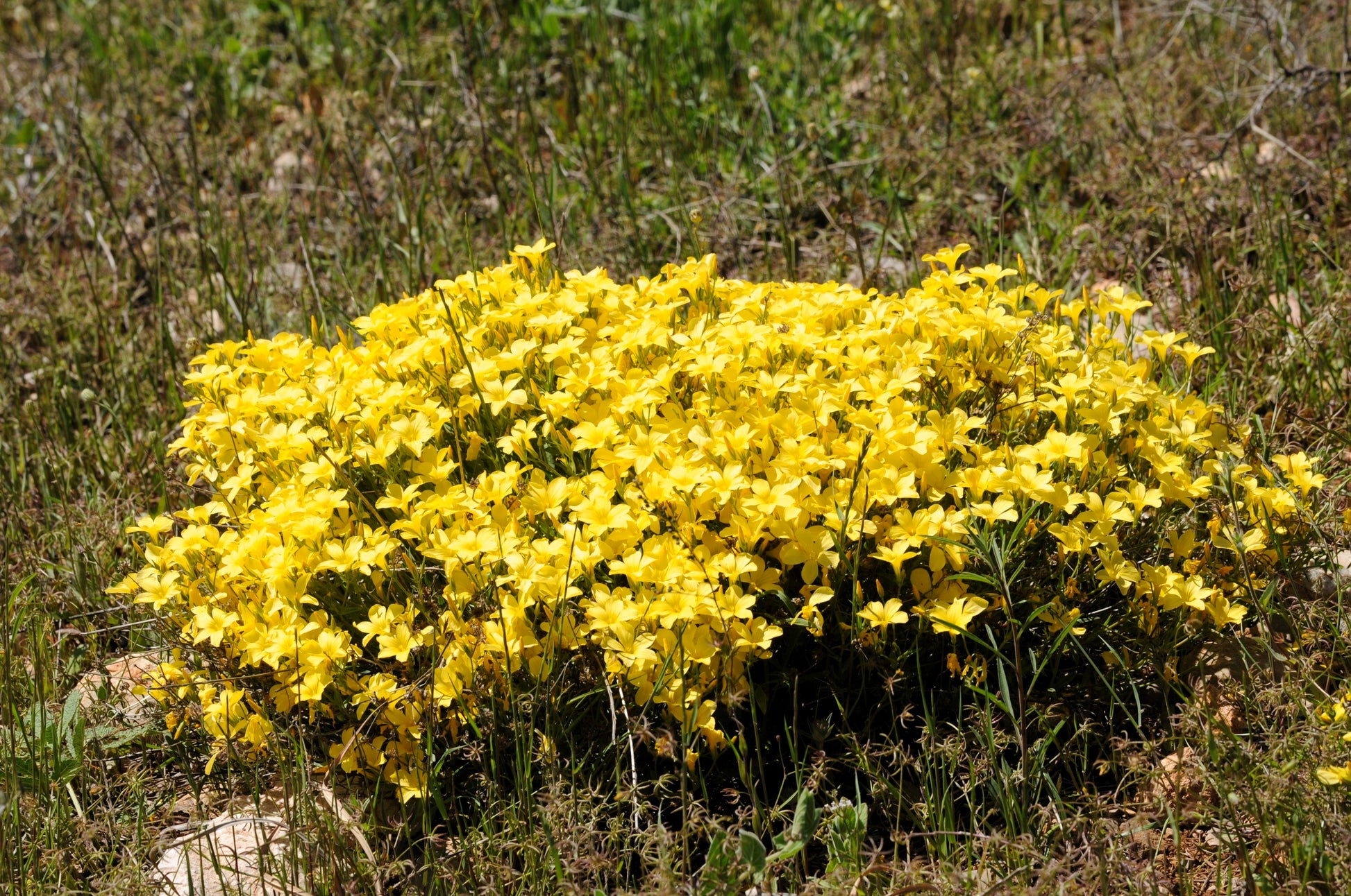 lin lan flower seeds 500 Organic GOLDEN FLAX Yellow Linseed Common Linum Flavum Flower Seed – Seedville USA