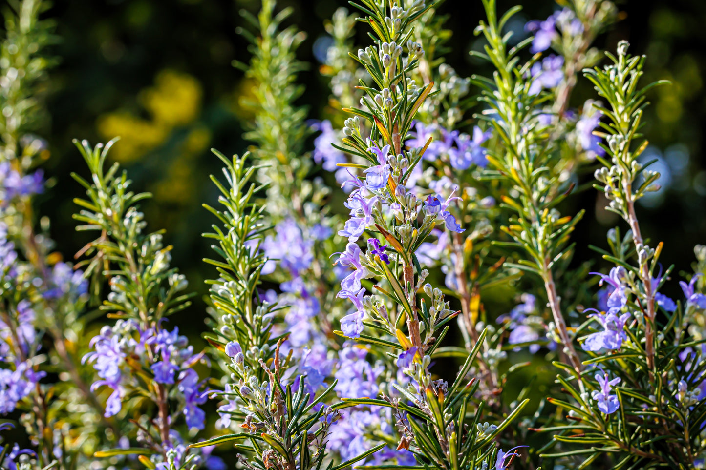 100 ROSEMARY Rosmarinus Officinalis Herb Flower Seeds