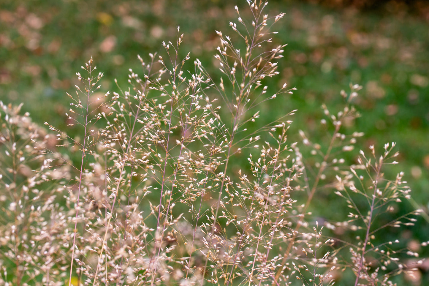 200 TUFTED HAIRGRASS Tussock Grass Deschampsia Cespitosa Moist Ornamental Native Seeds