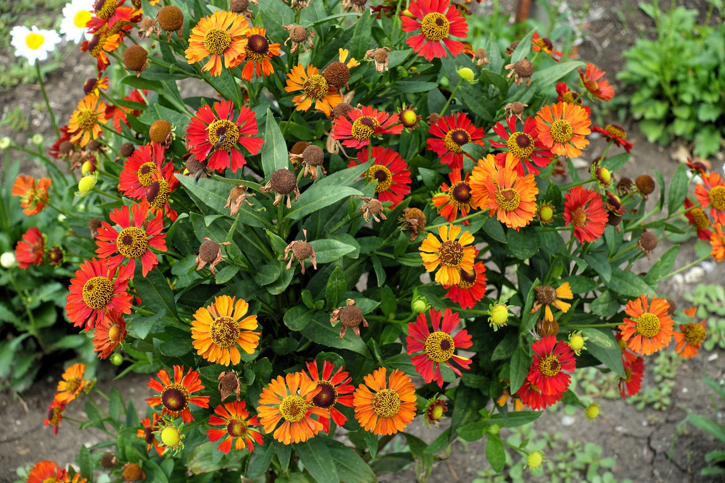 100 HELENIUM ' AUTUMN LEAVES ' Mix Helenium Autumnale Sneezeweed Mixed Colors Flower Seeds