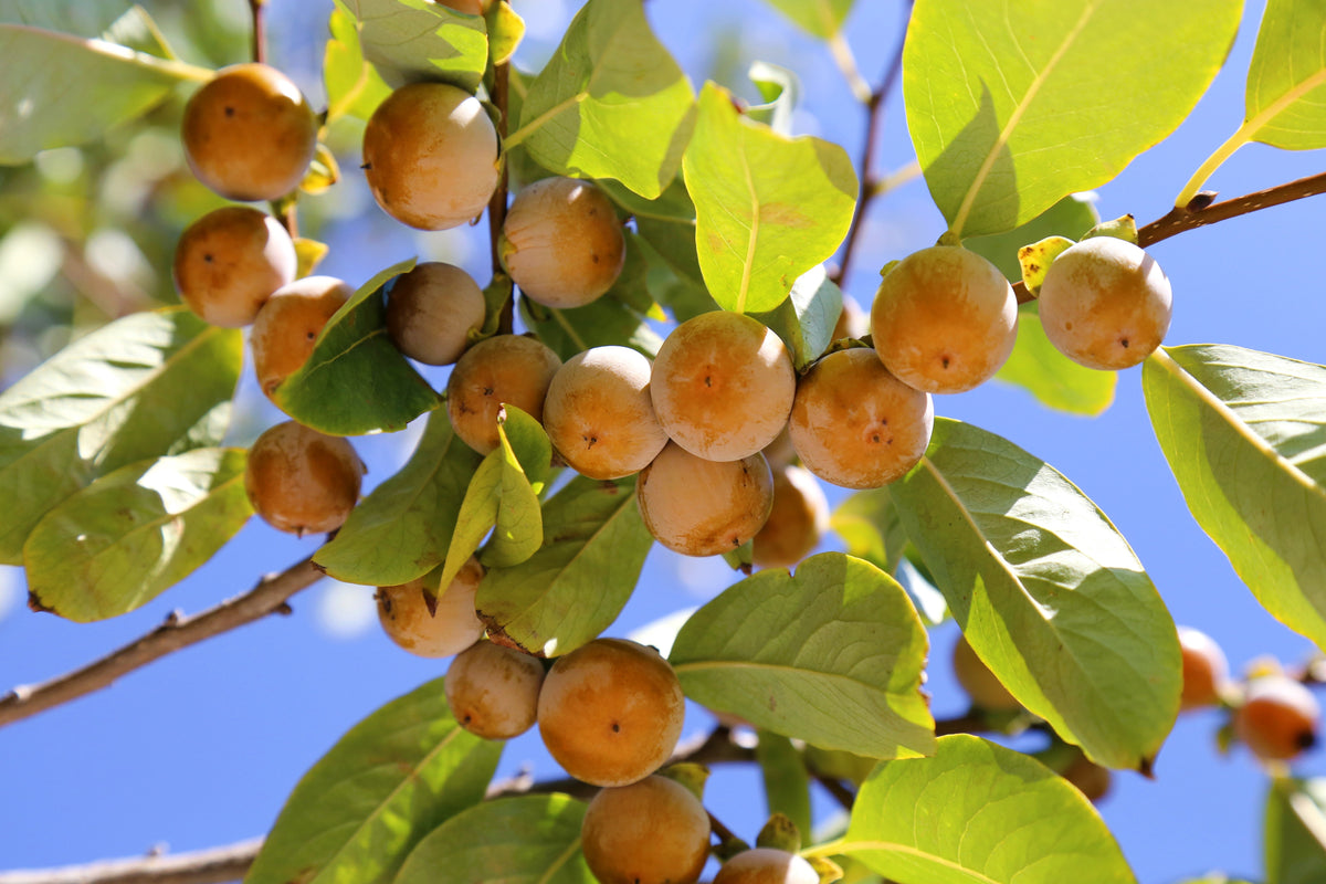 10 Date Plum Fruit Tree eed Diopyro Mediterranean Perimmon 10 Date Plum Fruit Tree eed Diopyro Mediterranean Perimmon