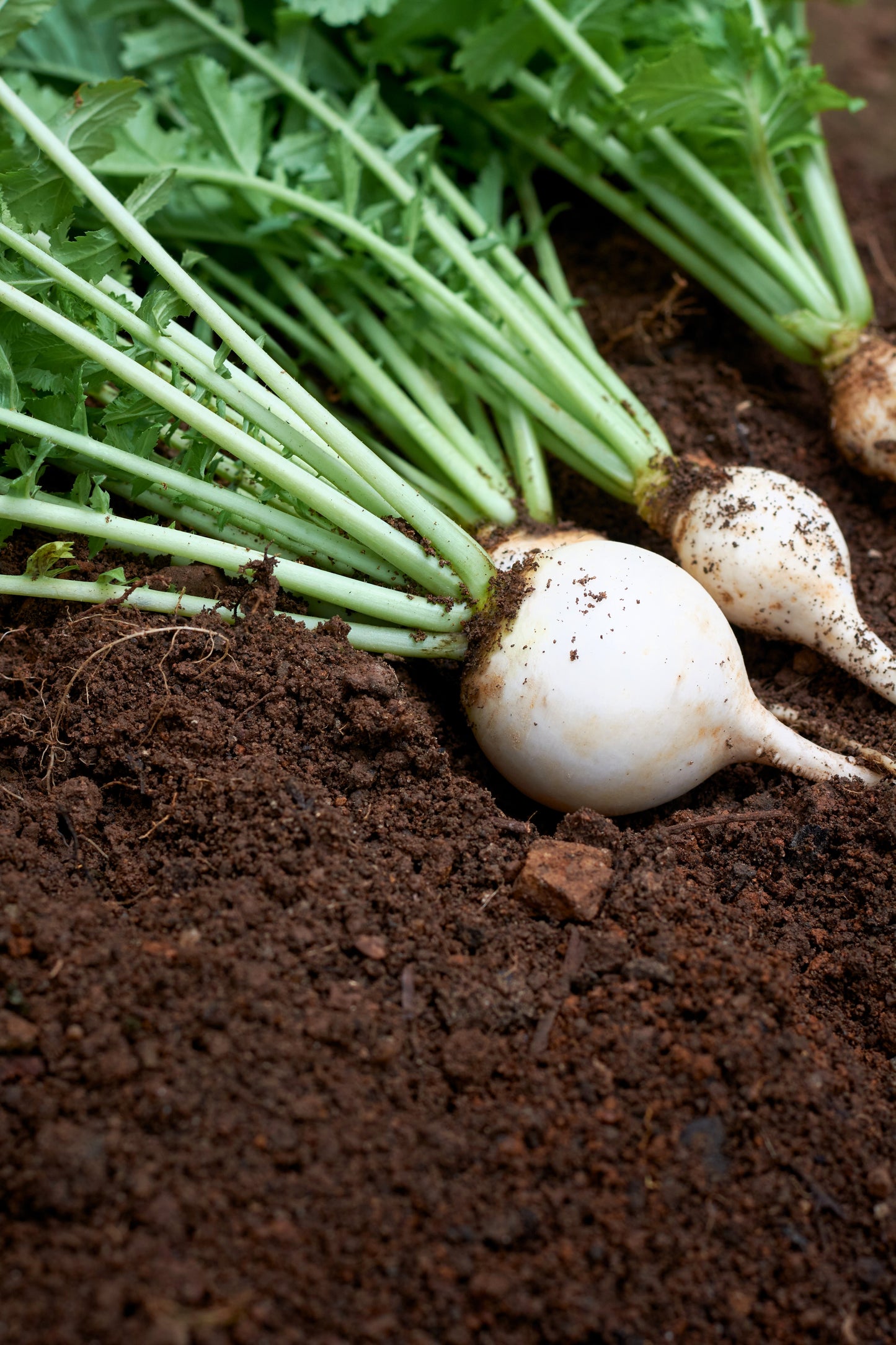 500 Hailstone WHITE GLOBE RADISH Raphanus Sativus Vegetable Seeds