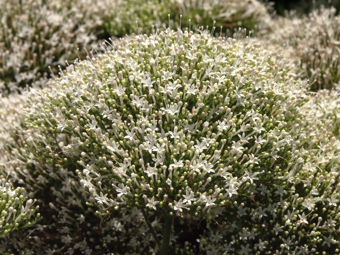 25 WHITE THROATWORT Trachelium Caeruleum Flower Seeds