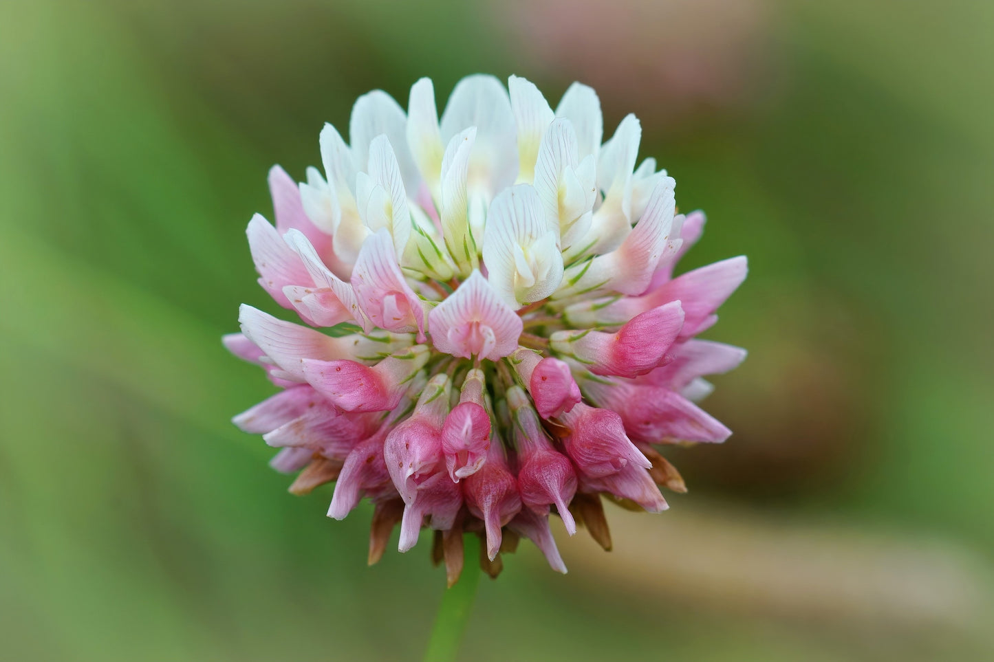 1500 ALSIKE CLOVER Trifolium Hybridum Pink & White Flower Legume Seeds