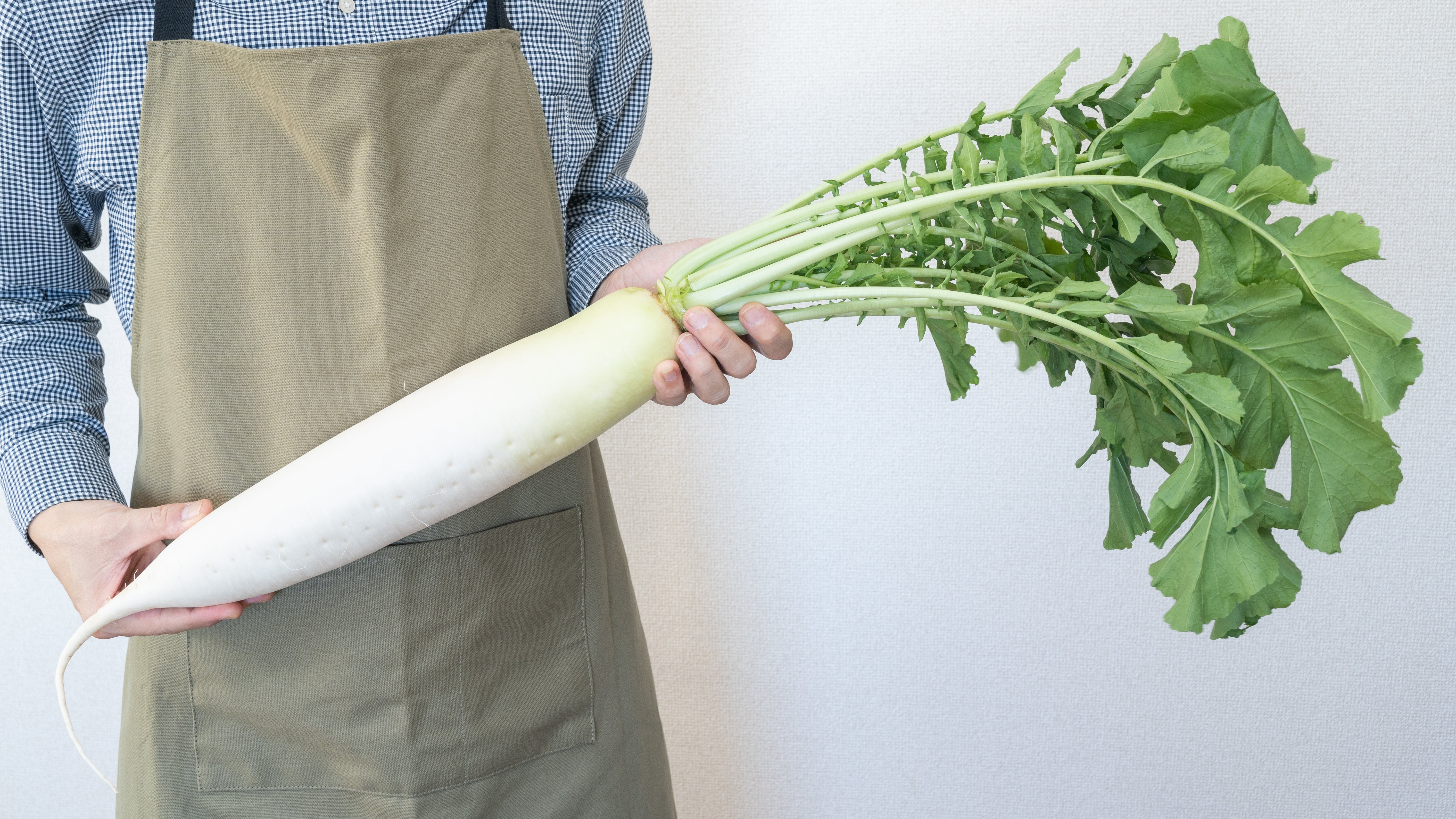500 JAPANESE MINOWASE RADISH Huge Daikon White Raphanus Sativus