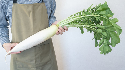 500 JAPANESE MINOWASE RADISH Huge Daikon White Raphanus Sativus Vegetable Seeds