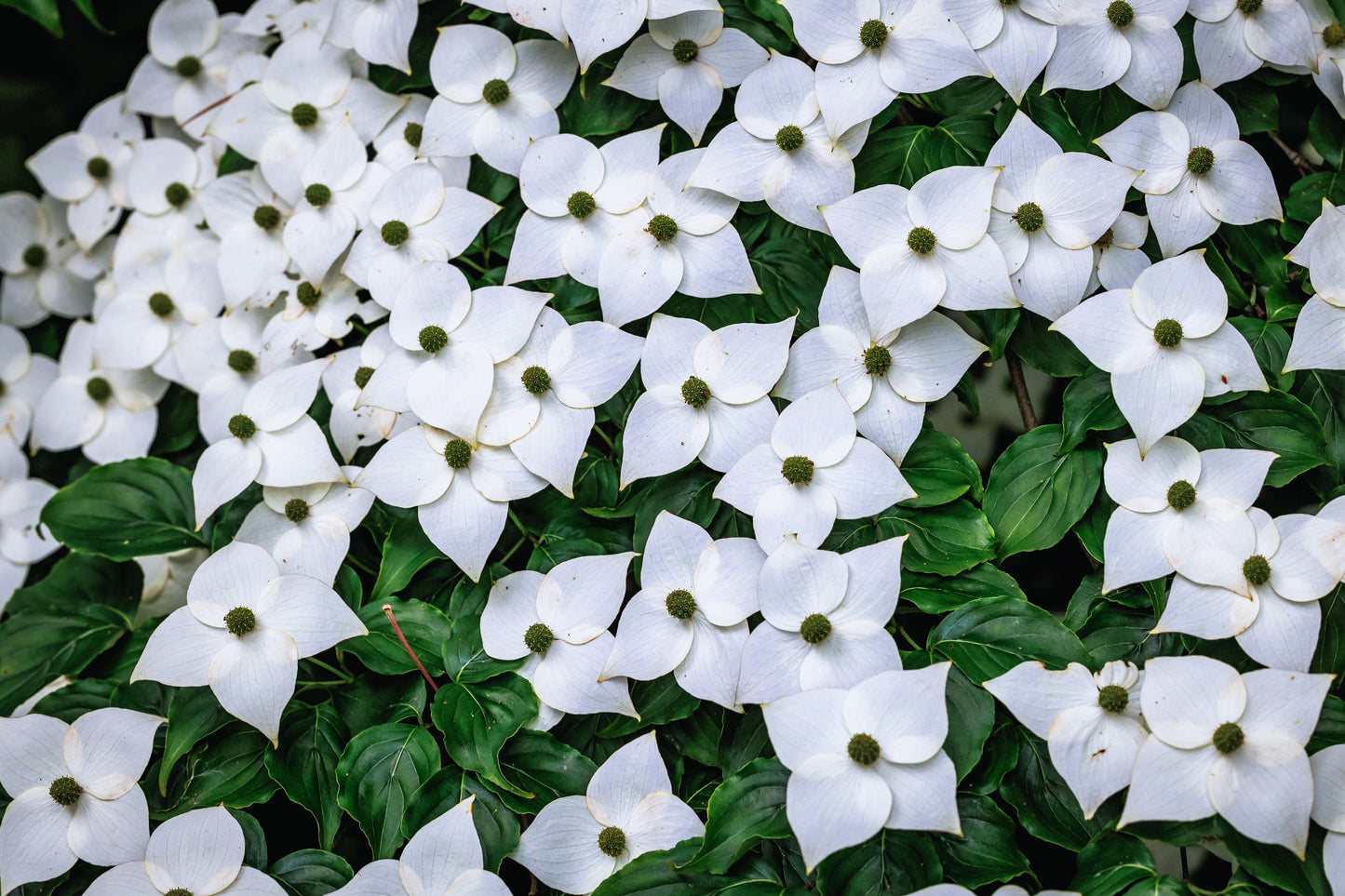 5 Flowering WHITE KOUSA DOGWOOD Cornus Kousa Tree Seeds