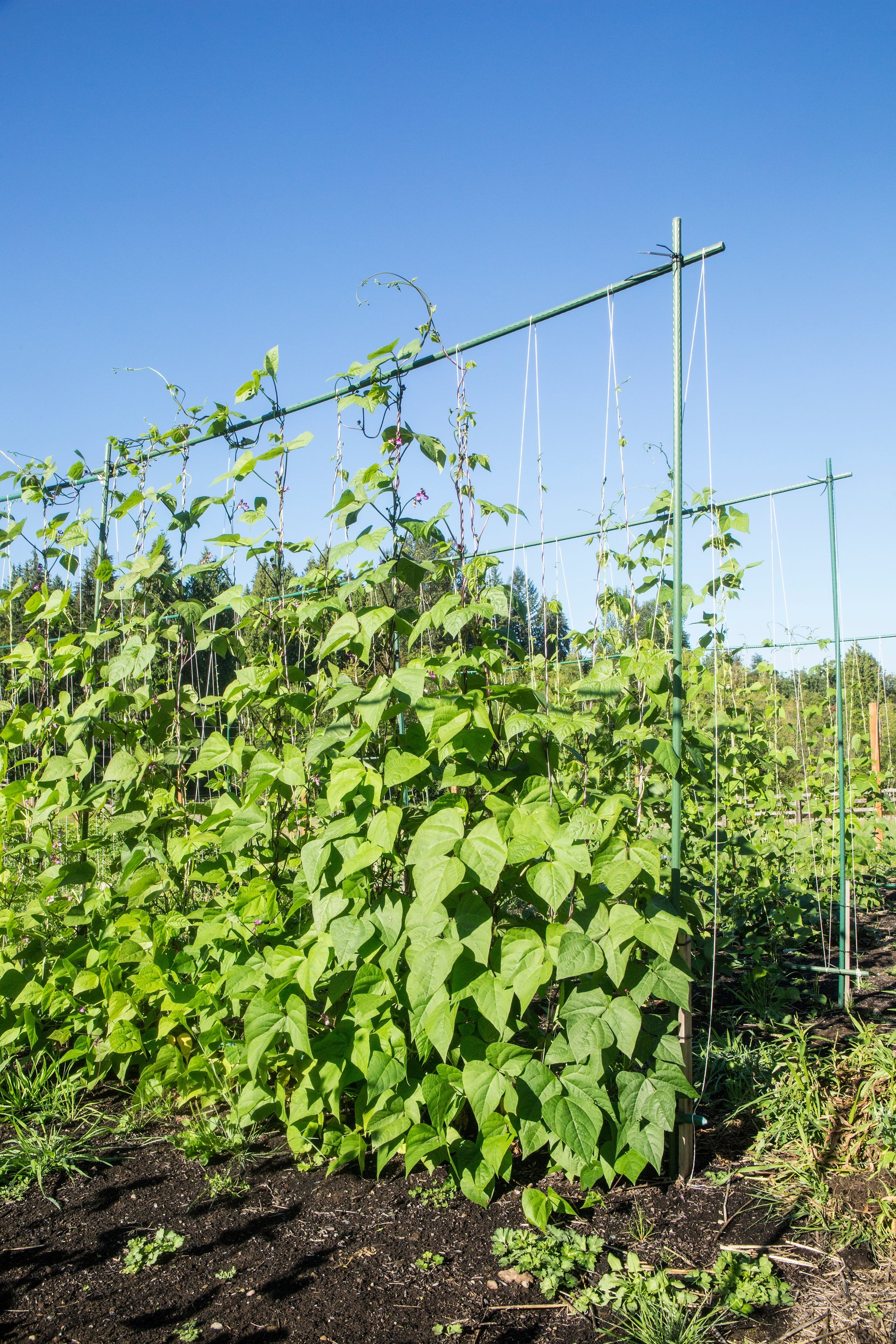 pole bean seed planting 50 KENTUCKY WONDER Pole BEAN Phaseolus Vulgaris Vegetable Seeds – Seedville USA