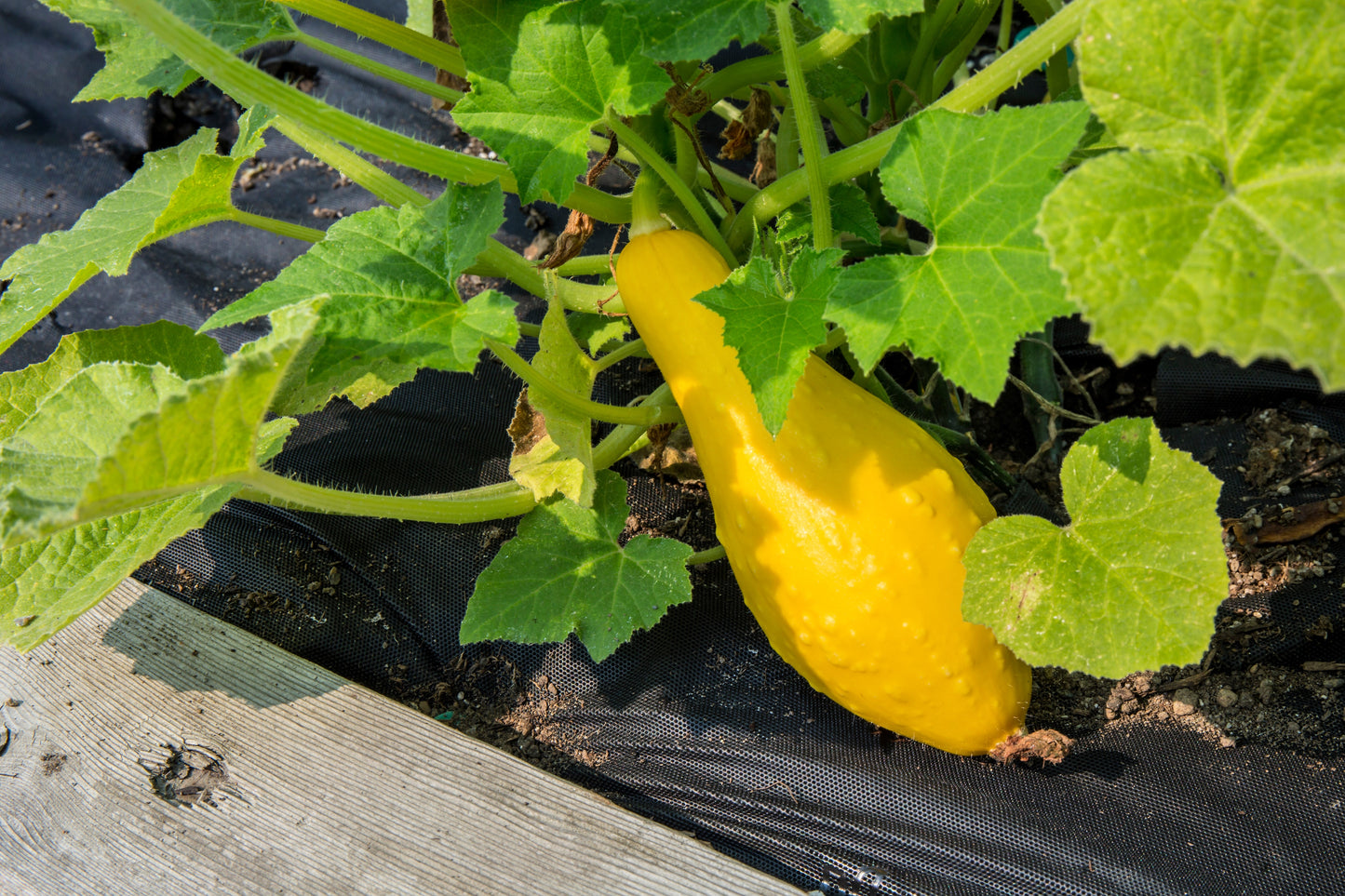 50 YELLOW CROOKNECK SQUASH Summer Cucurbita Pepo Crooked Neck Vegetable Seeds