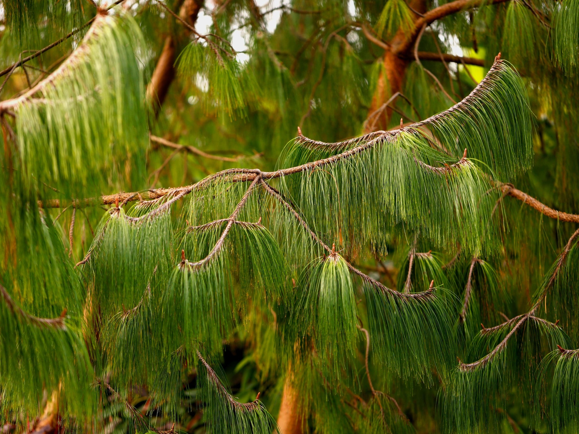 pinetree garden seeds free shipping 30 Mexican WEEPING PINE TREE Evergreen Pinus Patula Seeds – Seedville USA