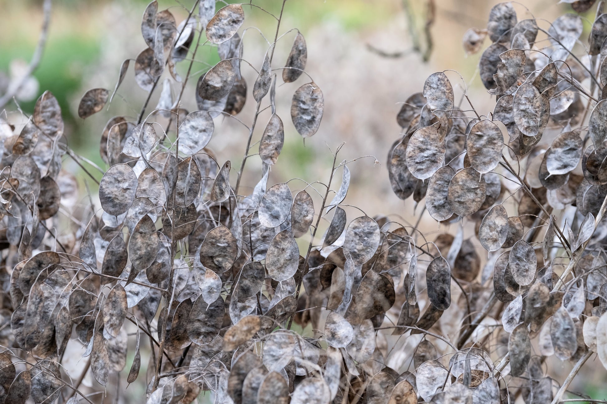 money plant honesty seeds 100 LUNARIA Biennis ( MONEY PLANT / Silver Dollar / Honesty / Moonwort – Seedville USA