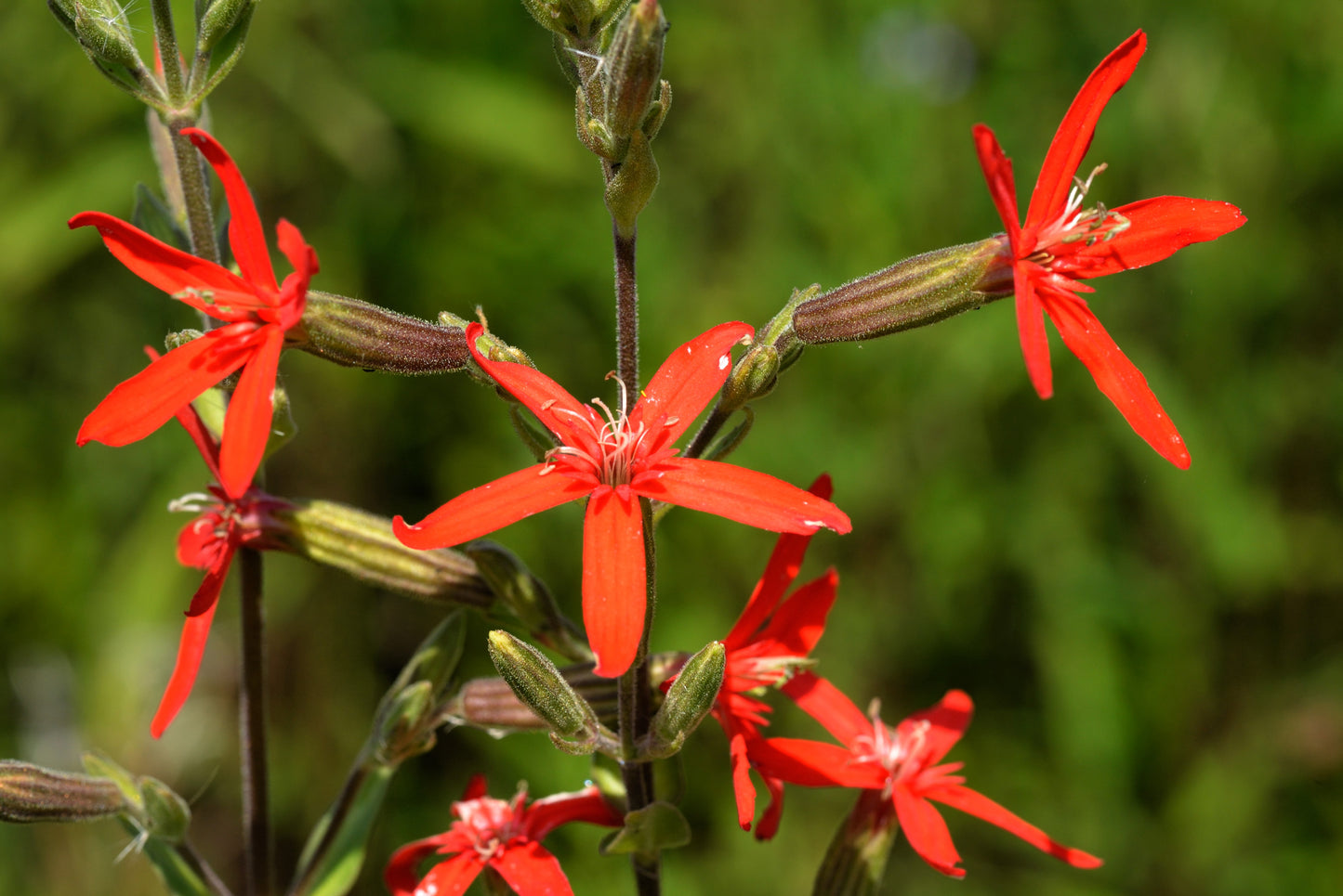 20 ROYAL RED CATCHFLY Hummingbird & Endangered Native Flower Silene Regia Seeds