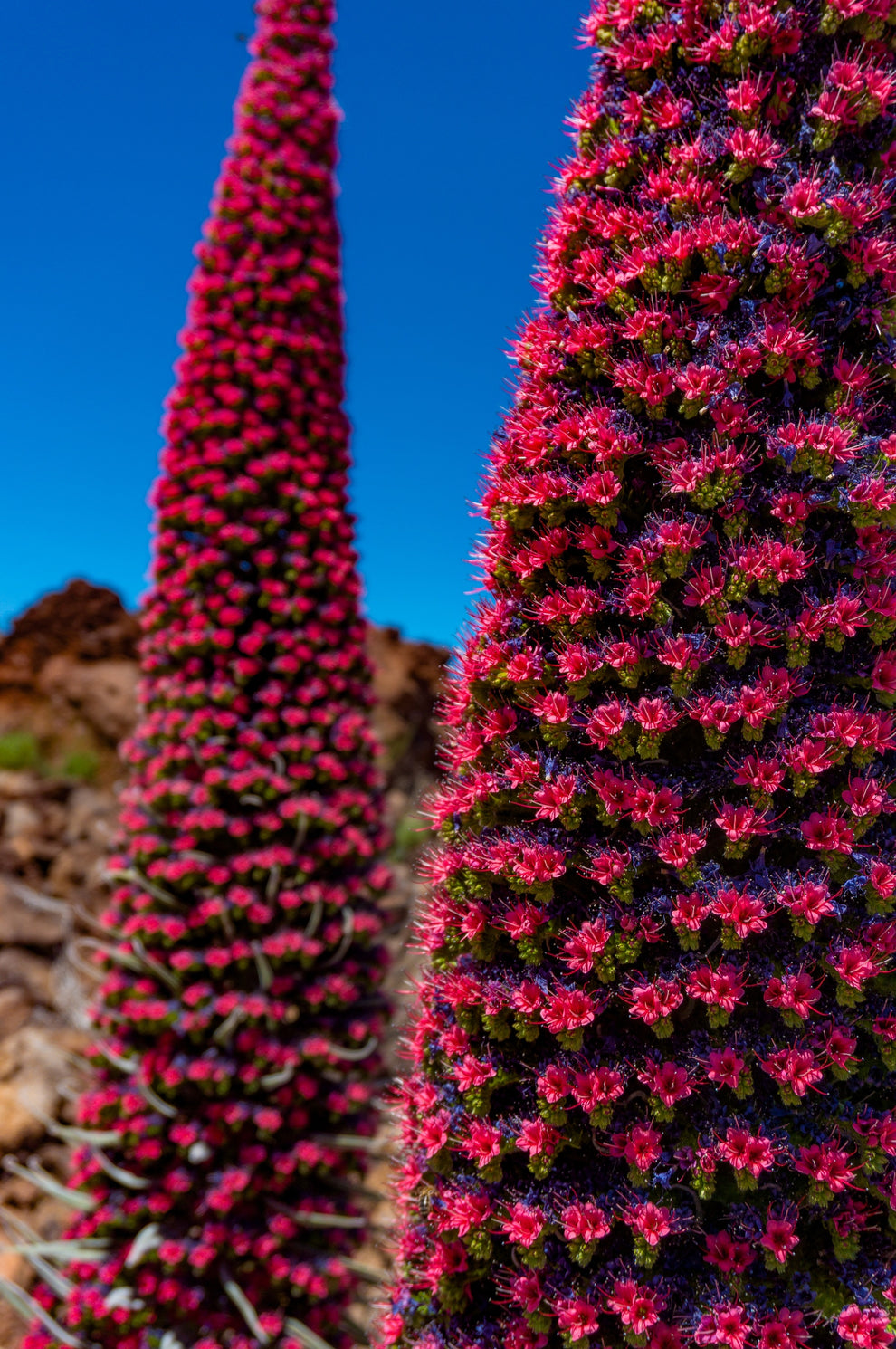 25 TOWER OF JEWELS Red Bugloss Echium Wildpretii Ruby Hummingbird Flow ...
