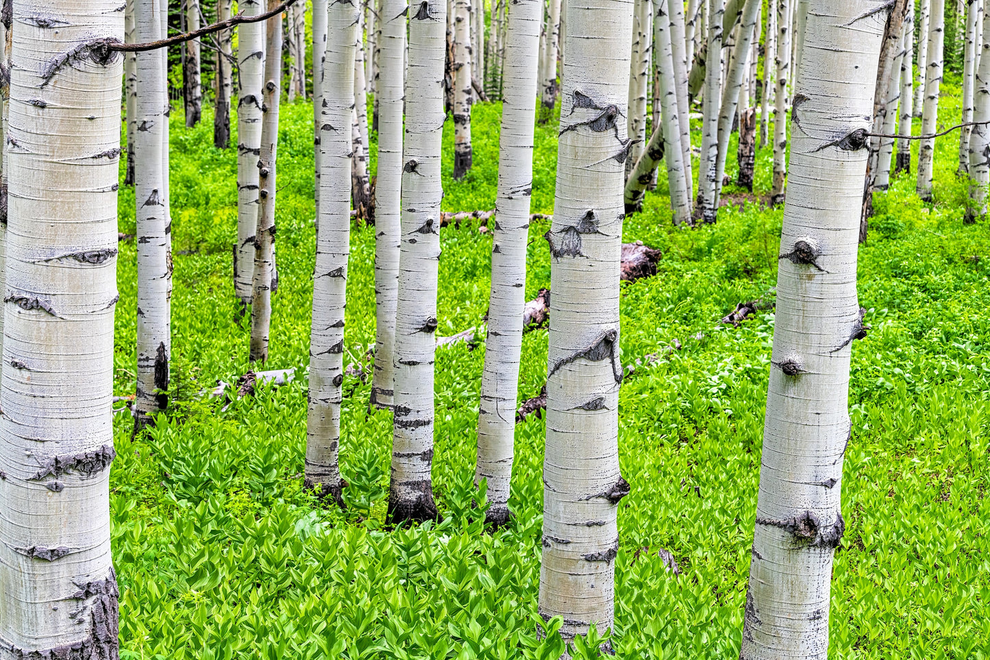 50 Golden QUAKING ASPEN TREE Populus Tremuloides White Bark Yellow Fall Cold Hardy Seeds