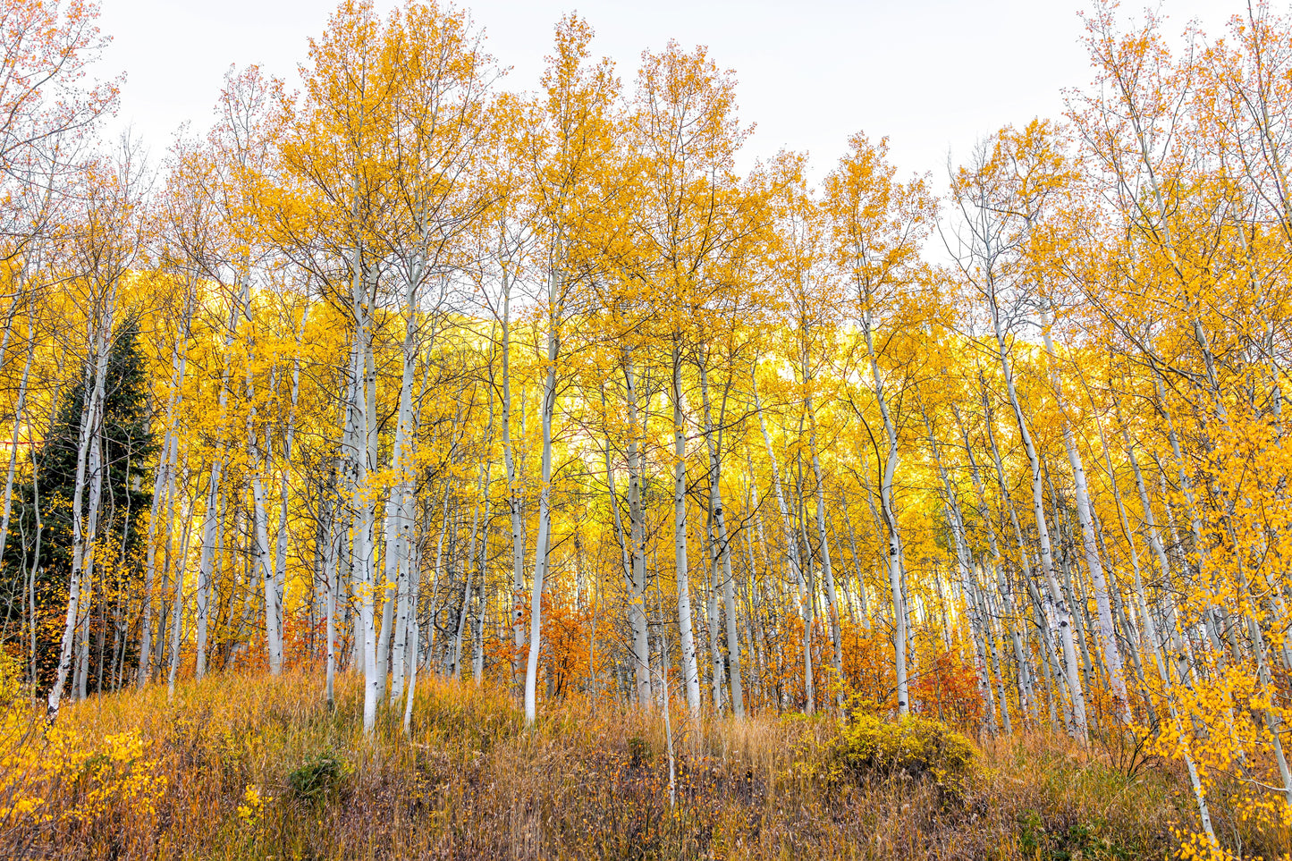 50 Golden QUAKING ASPEN TREE Populus Tremuloides White Bark Yellow Fall Cold Hardy Seeds