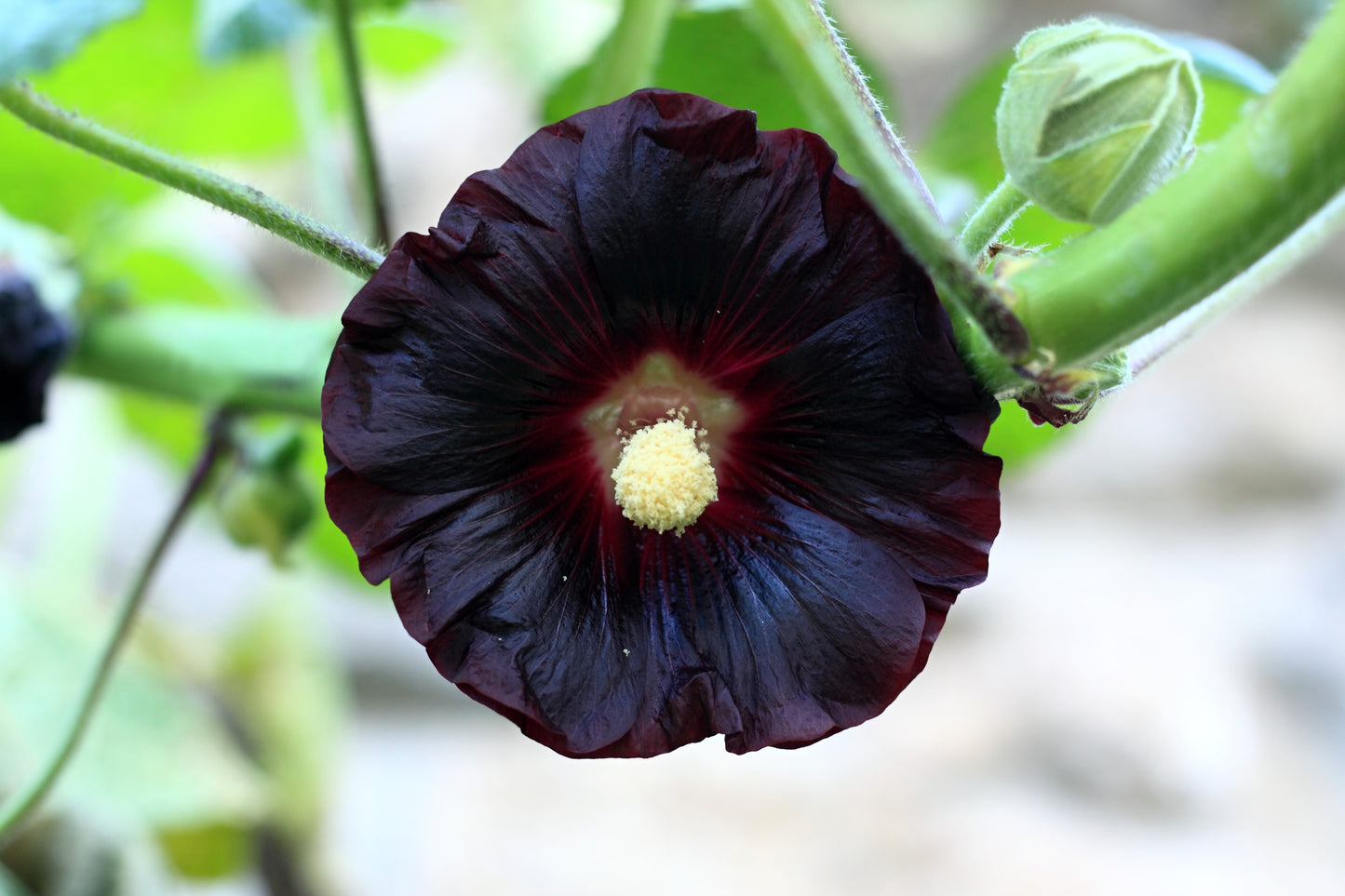 25 BLACK HOLLYHOCK Alcea Rosea Nigra Flower Seeds