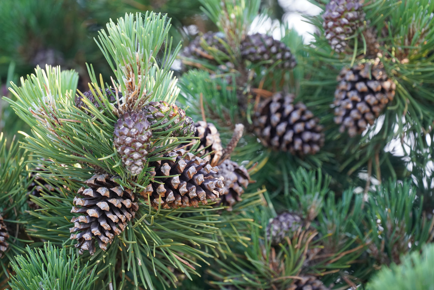 10 Japanese BLACK PINE TREE Evergreen Pinus Thunbergii Seeds