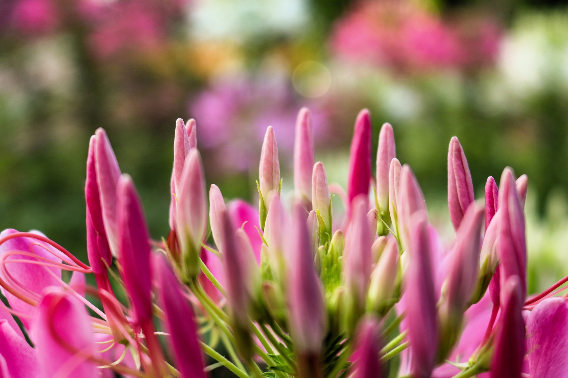 spider flower seeds for sale 200 MAUVE QUEEN CLEOME Spinosa Hassleriana Purple Pink Spider Flower S – Seedville USA