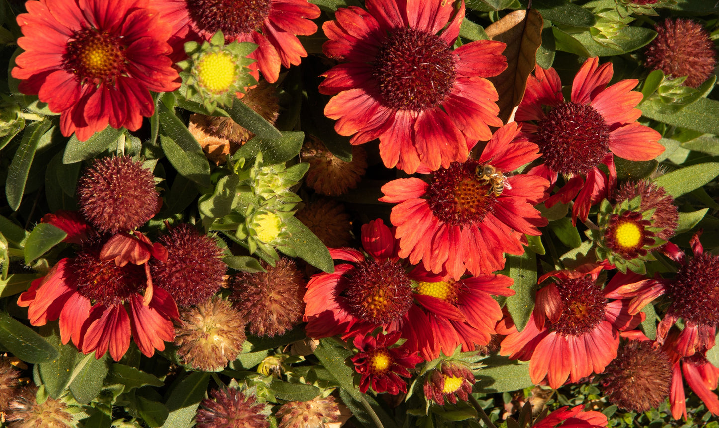 50 BURGUNDY GAILLARDIA Red Indian Blanket Flower Seeds