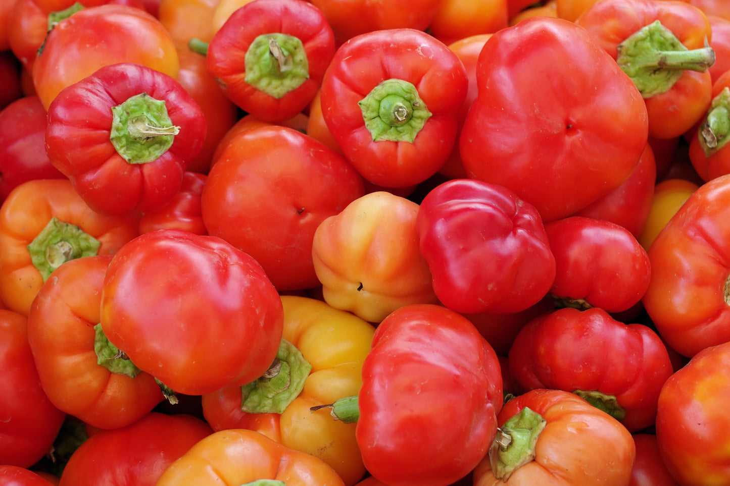 25 ALMA PAPRIKA PEPPER White Orange Red Hungarian Cherry Capsicum Annuum Seeds