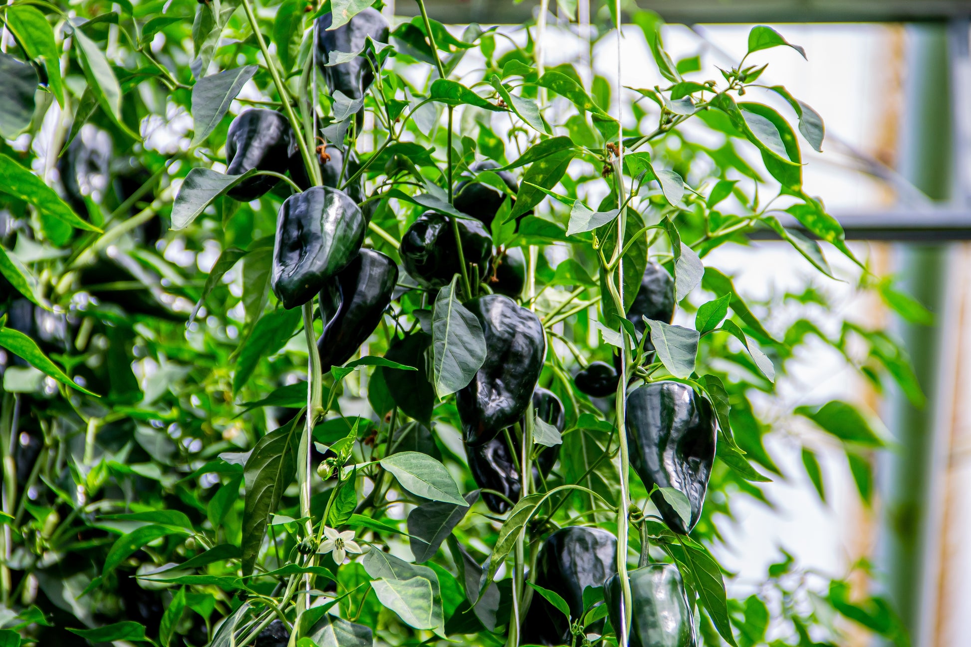 planting poblano pepper seeds 50 ANCHO POBLANO PEPPER Chili Pepper Capsicum Annuum Vegetable Seeds