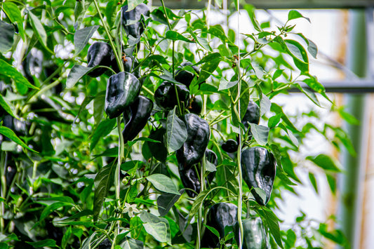 50 ANCHO POBLANO PEPPER Chili Pepper Capsicum Annuum Vegetable Seeds