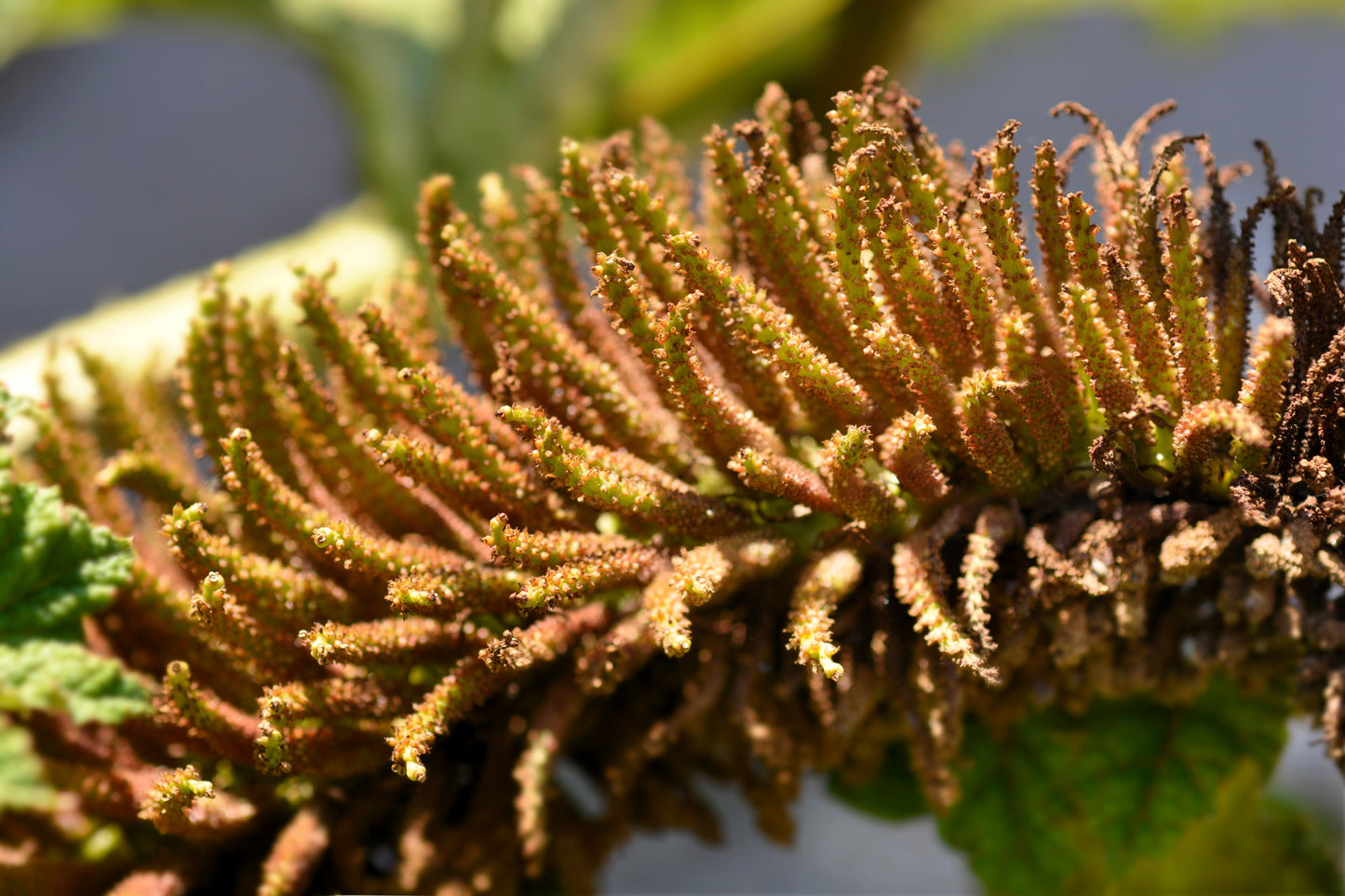 10 GUNNERA MANICATA 6' Leaves! Giant Rhubarb Dinosaur Plant Moist Shade Red Flower Seeds