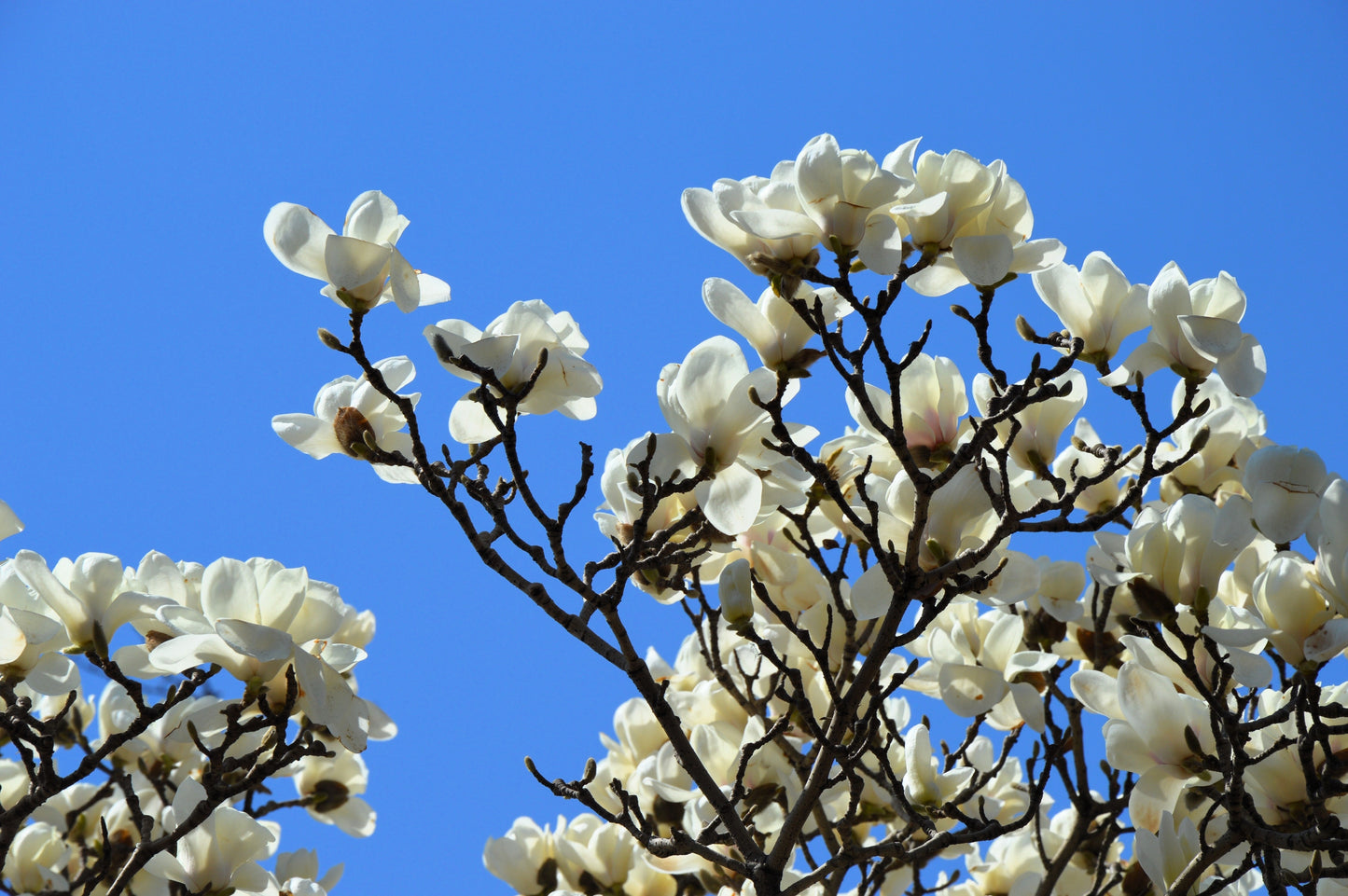 10 SOUTHERN MAGNOLIA TREE 12" White Flowers Native Grandiflora Bull Bay Seeds