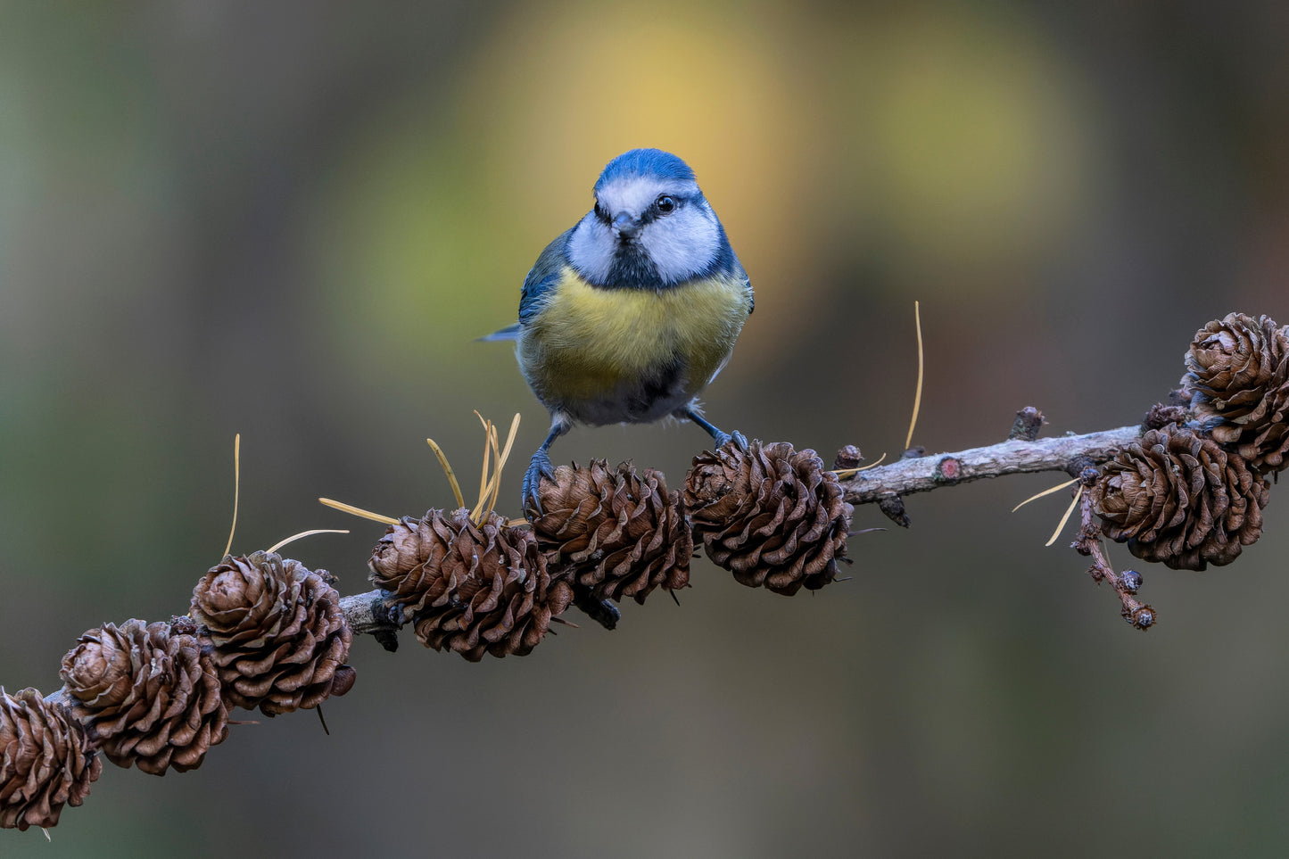25 EUROPEAN LARCH TREE Pine Pinetree Evergreen Larix Decidua Seeds